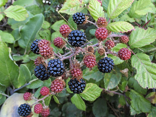 Rubus