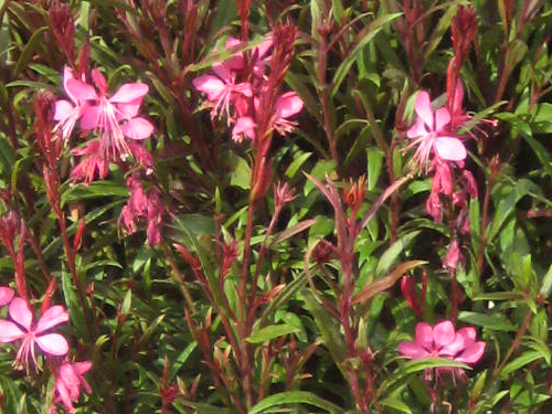 Gaura
