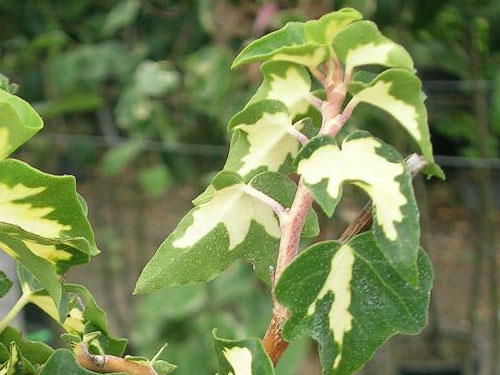 Hedera