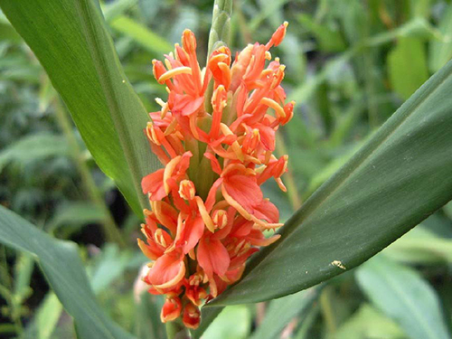 Hedychium