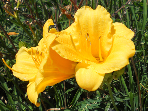 Hemerocallis