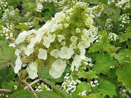 Hydrangea