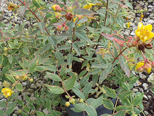 Hypericum