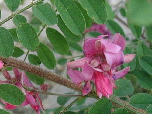 Indigofera