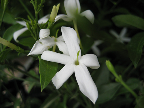 Jasminum