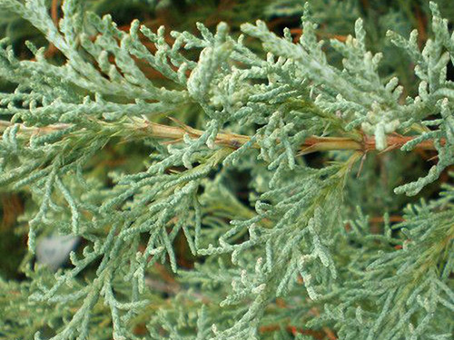 Juniperus