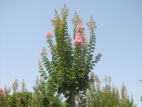 Lagerstroemia