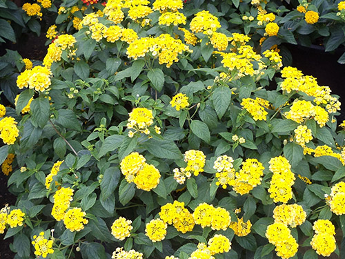 Lantana