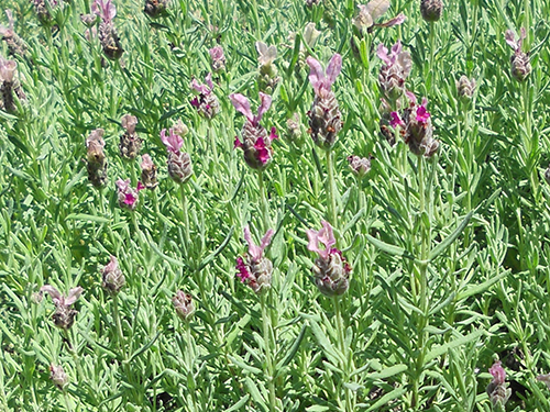 Lavandula
