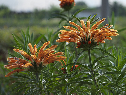 Leonotis
