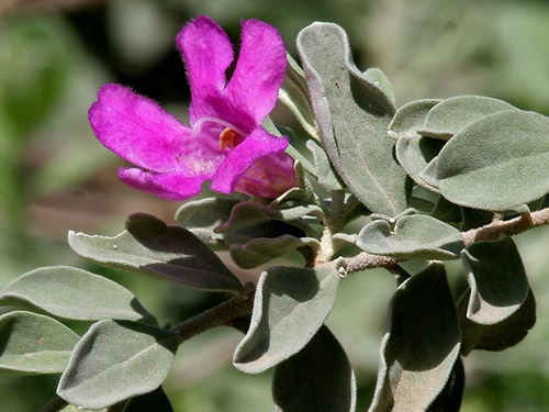 Leucophyllum