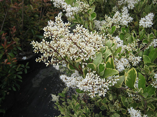 Ligustrum