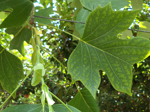 Liriodendron