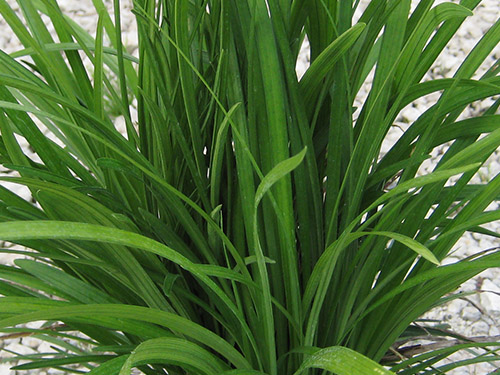 Liriope