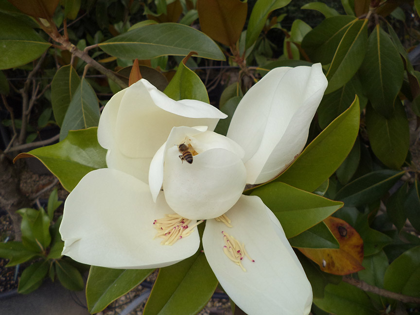 Magnolia