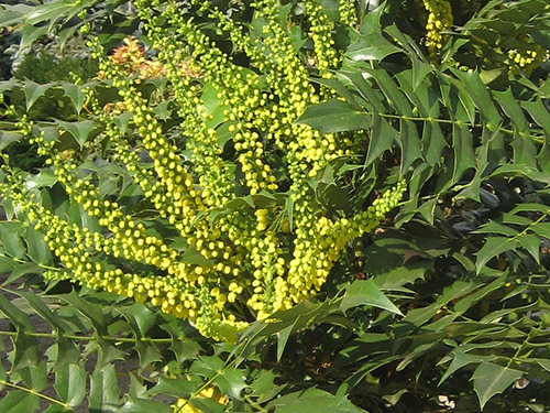 Mahonia