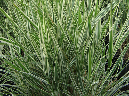 Miscanthus