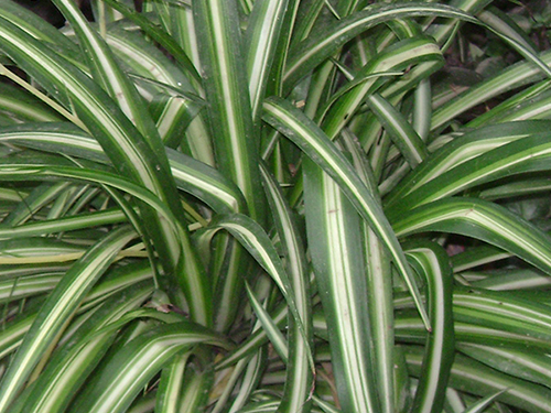 Chlorophytum