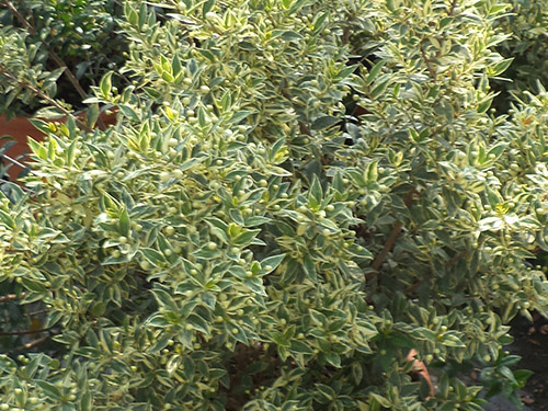 Myrtus