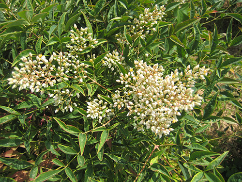 Nandina