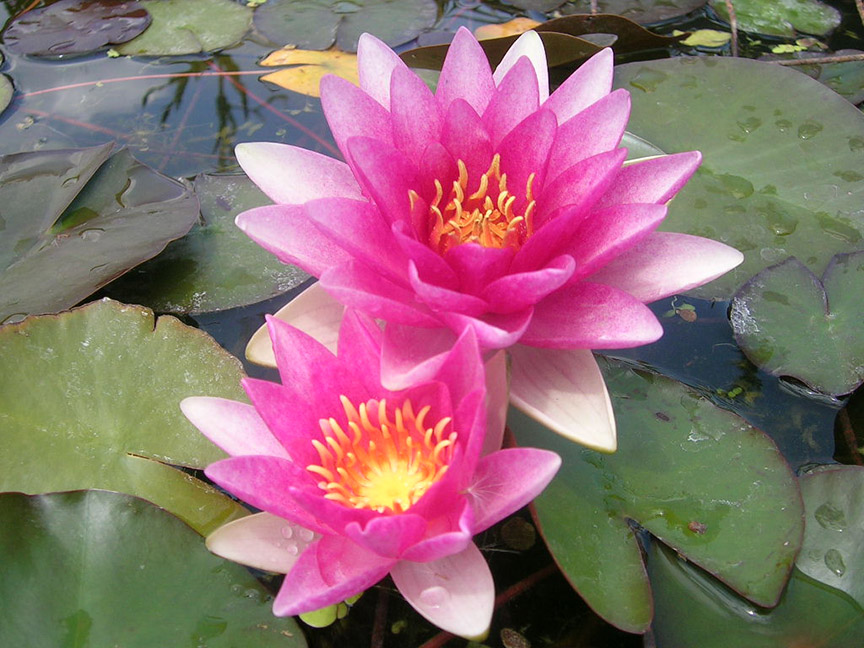 Nymphaea