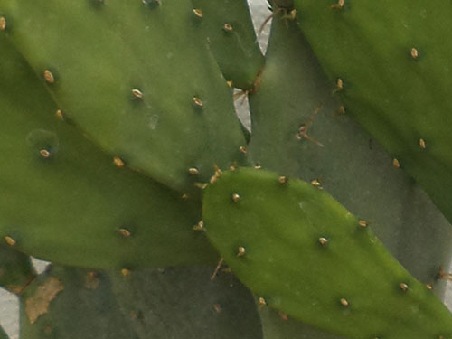 Opuntia