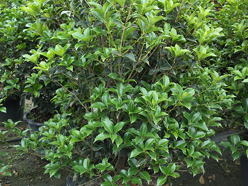 Osmanthus