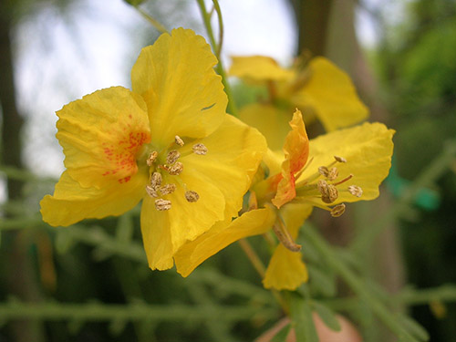 Parkinsonia