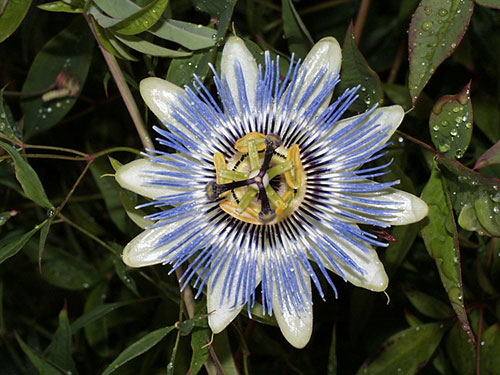 Passiflora
