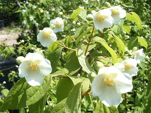Philadelphus