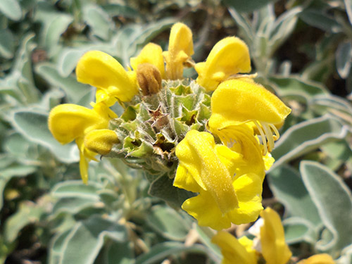 Phlomis