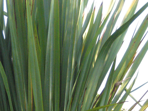 Phormium