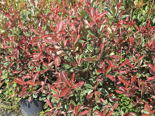 Photinia