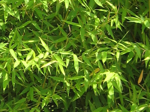 Phyllostachys
