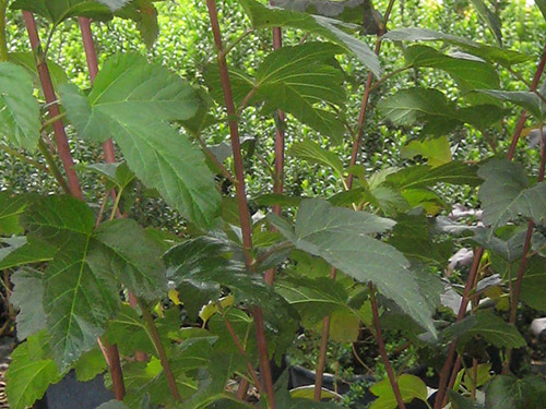 Physocarpus