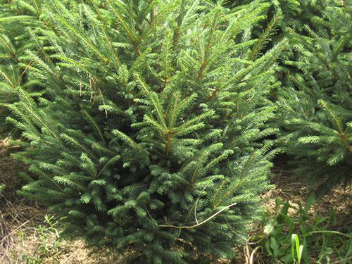 Picea