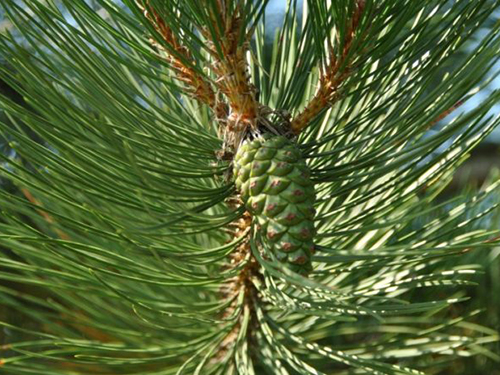 Pinus