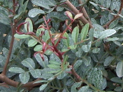 Pistacia
