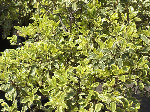 Pittosporum