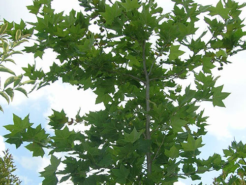 Platanus