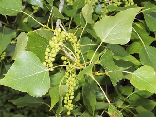 Populus