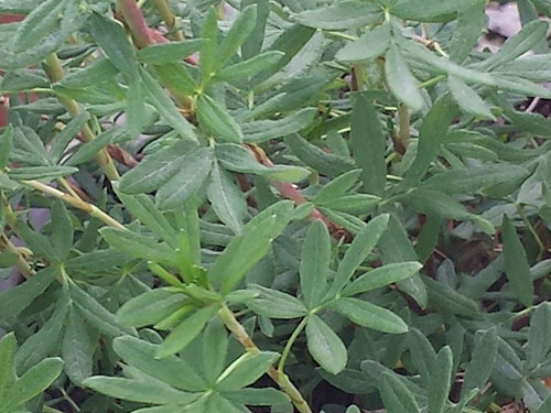 Potentilla