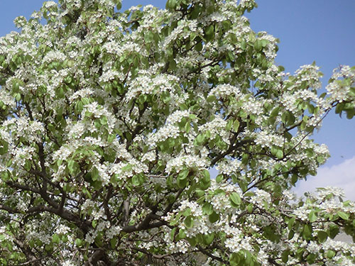 Pyrus da Fiore