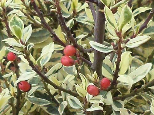 Rhamnus