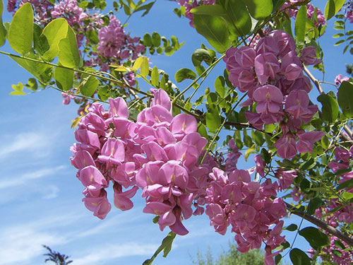 Robinia