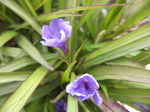 Ruellia
