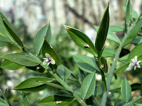 Ruscus