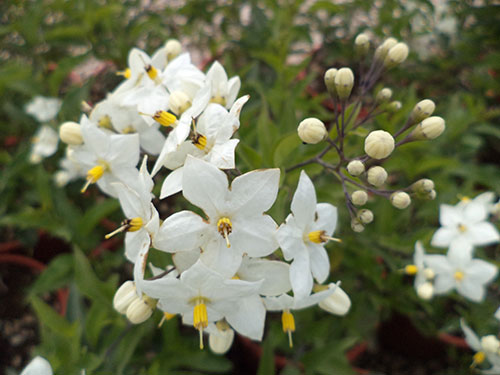 Solanum