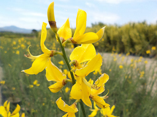 Spartium