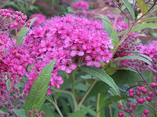 Spiraea